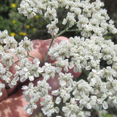 Eriogonum multiflorum