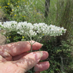 Eriogonum multiflorum