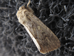 Spodoptera depravata