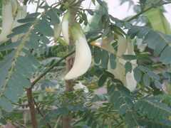 Sesbania grandiflora