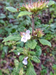 Hedeoma palmeri
