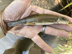 Catostomus columbianus