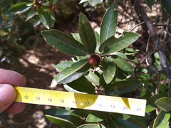Quercus saltillensis