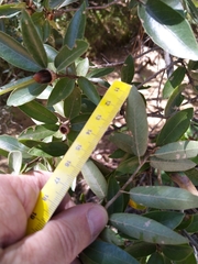 Quercus saltillensis