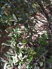 Quercus saltillensis