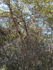 Quercus saltillensis