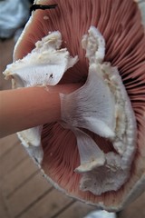 Agaricus xanthodermus