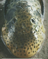Chaetostoma