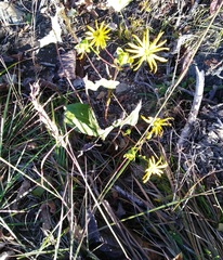 Silphium terebinthinaceum
