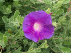Ipomoea stans