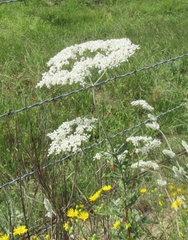Eriogonum multiflorum