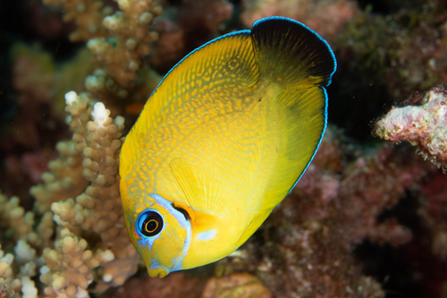 Photo of Mimic Surgeonfish (Acanthurus pyroferus)