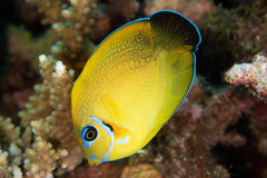 Chocolate Surgeonfish photo 3