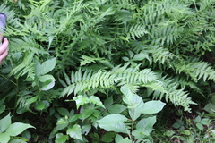 Coryphopteris simulata