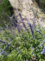 Salvia urolepis