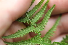 Coryphopteris simulata