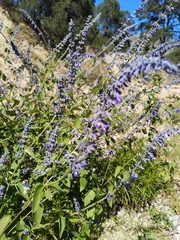 Salvia urolepis