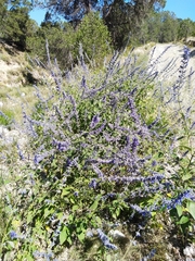 Salvia urolepis