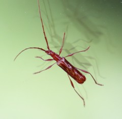 Chenoderus testaceus