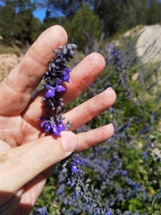 Salvia urolepis