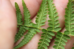 Coryphopteris simulata