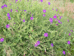 Ipomoea stans