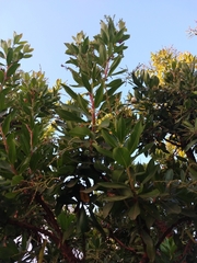 Arbutus unedo