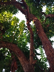 Arbutus unedo