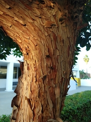 Arbutus unedo