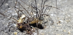 Oligolophus tienmushanensis