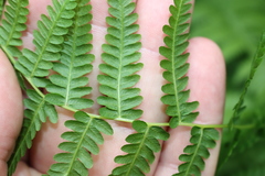 Coryphopteris simulata