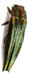 Agrilus sulcatulus