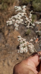 Eriogonum annuum