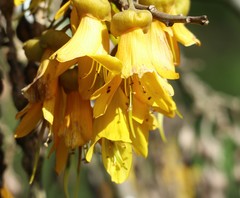 Sophora cassioides