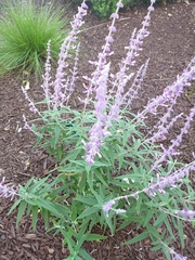 Salvia leucantha