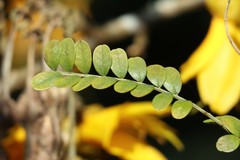 Sophora cassioides