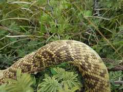 Crotalus molossus oaxacus