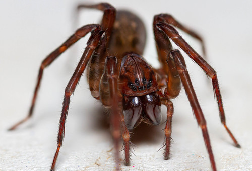 género Calacadia · NaturaLista Colombia