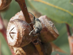 Psapharus ruficornis