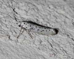 Yponomeuta cagnagella