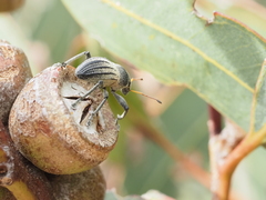 Psapharus ruficornis