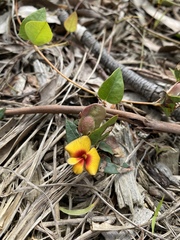 Platylobium obtusangulum