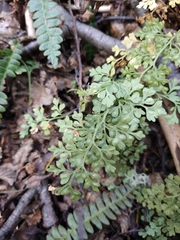 Asplenium dareoides