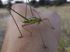 Acanthorintes tauriformis