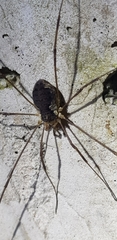Oligolophus tienmushanensis