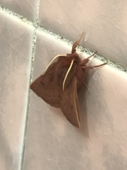 Anthela ferruginosa