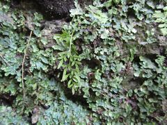 Cryptogramma stelleri