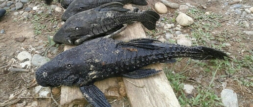 Lyre-tail pleco (Acanthicus hystrix) — Loricariidae — 5