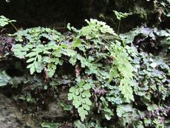 Cryptogramma stelleri
