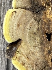 Polyporales